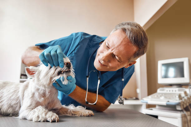 Best Emergency Dental Care for Trauma or Injury in Gages Lake, IL